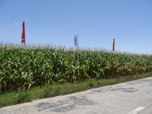 Btコーン畑には、シンジェンタ（遺伝子組み換えの種苗会社）の旗が