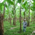 ミンダナオ島のバランゴンバナナの産地・ツピの生産者ソレイマンさん